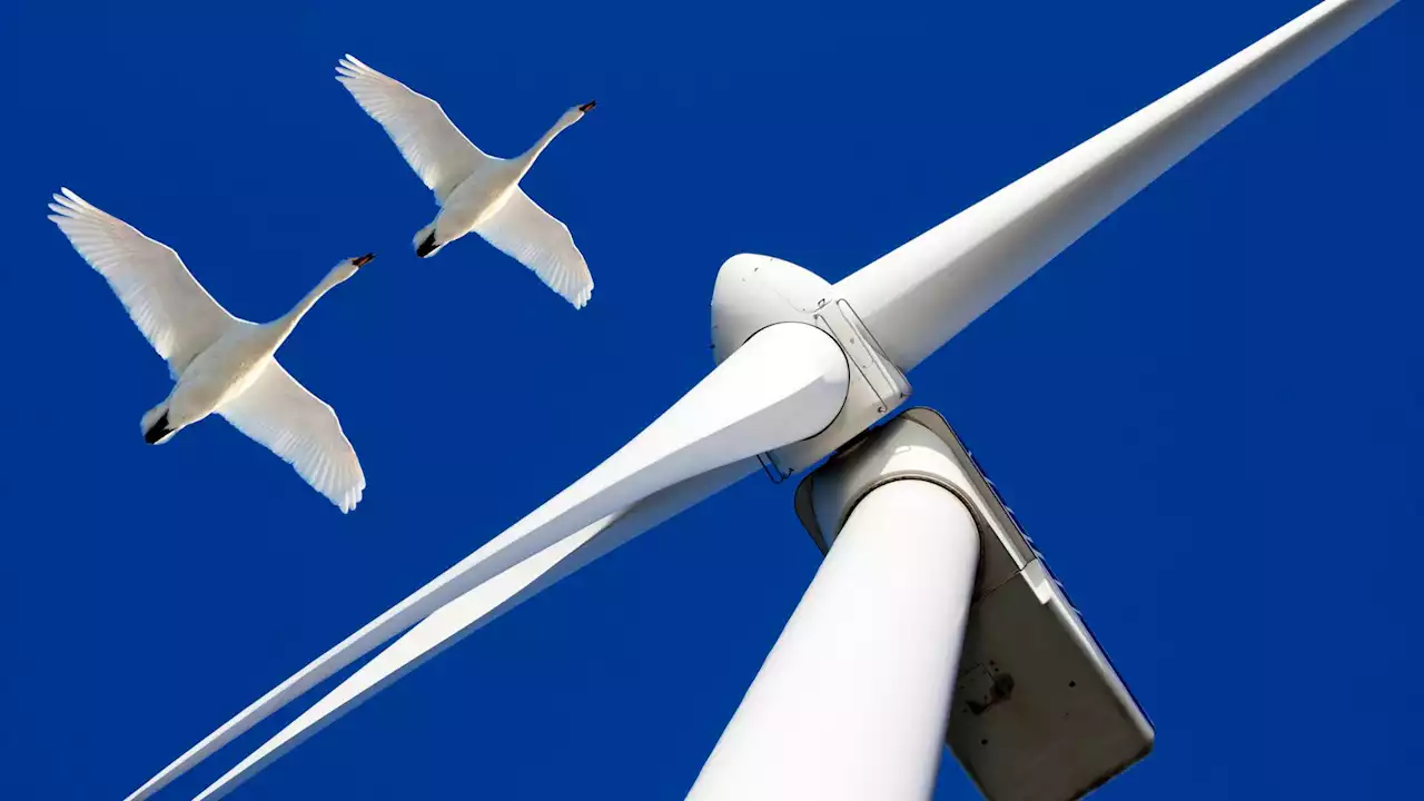 Sea birds now accustomed to dodging offshore wind turbine blades, says study