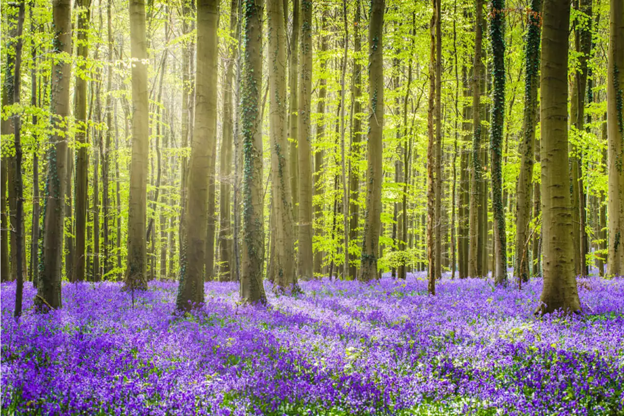 Il giro del mondo delle fioriture, dalle lenticchie di Norcia alla Jacaranda argentina