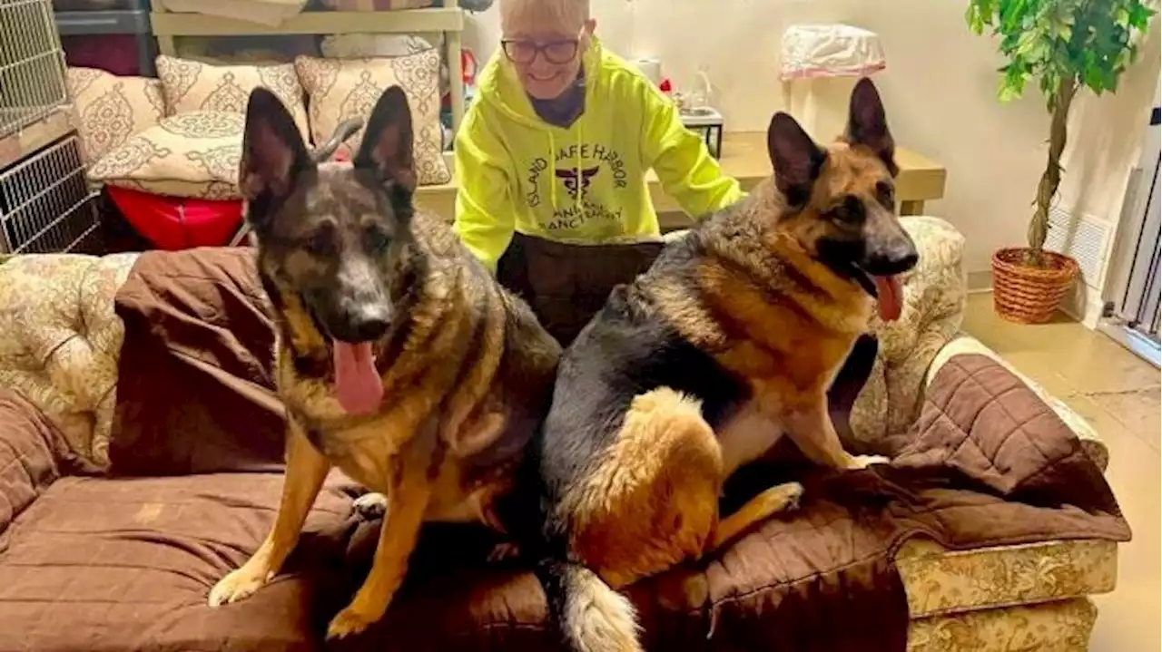 German shepherd brothers seeking new home after 90-year-old owner dies