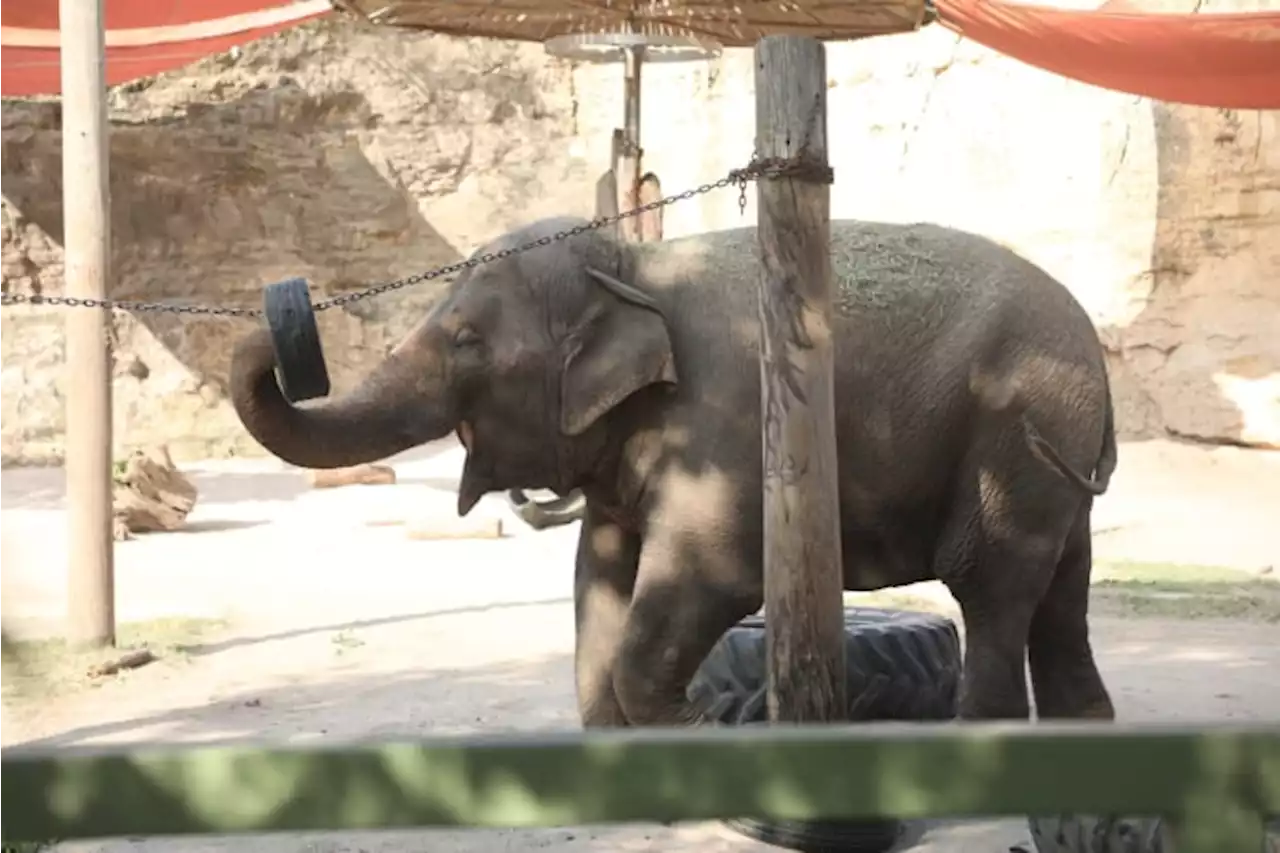 San Antonio Zoo’s last remaining elephant headed to sanctuary in Tennessee