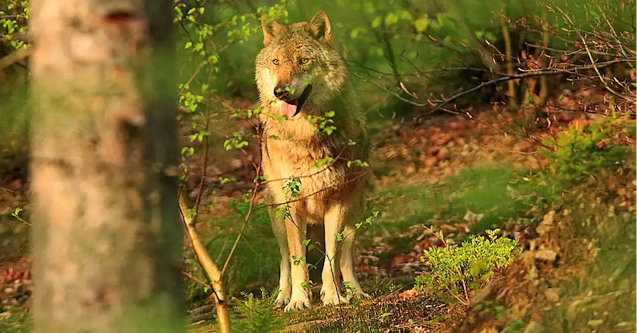 Le loup dérange la faune de la vallée du Toulourenc