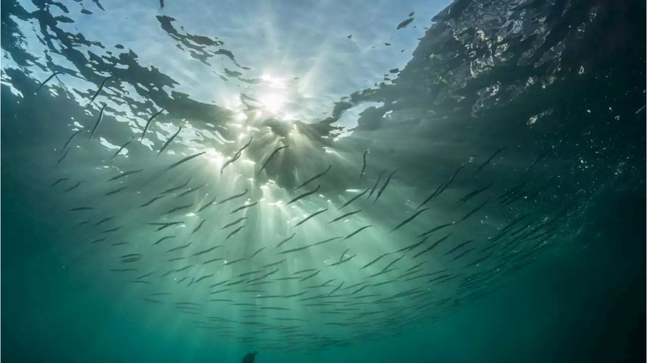 'Historic agreement': One hundred nations sign treaty to protect planet's oceans after decade of talks