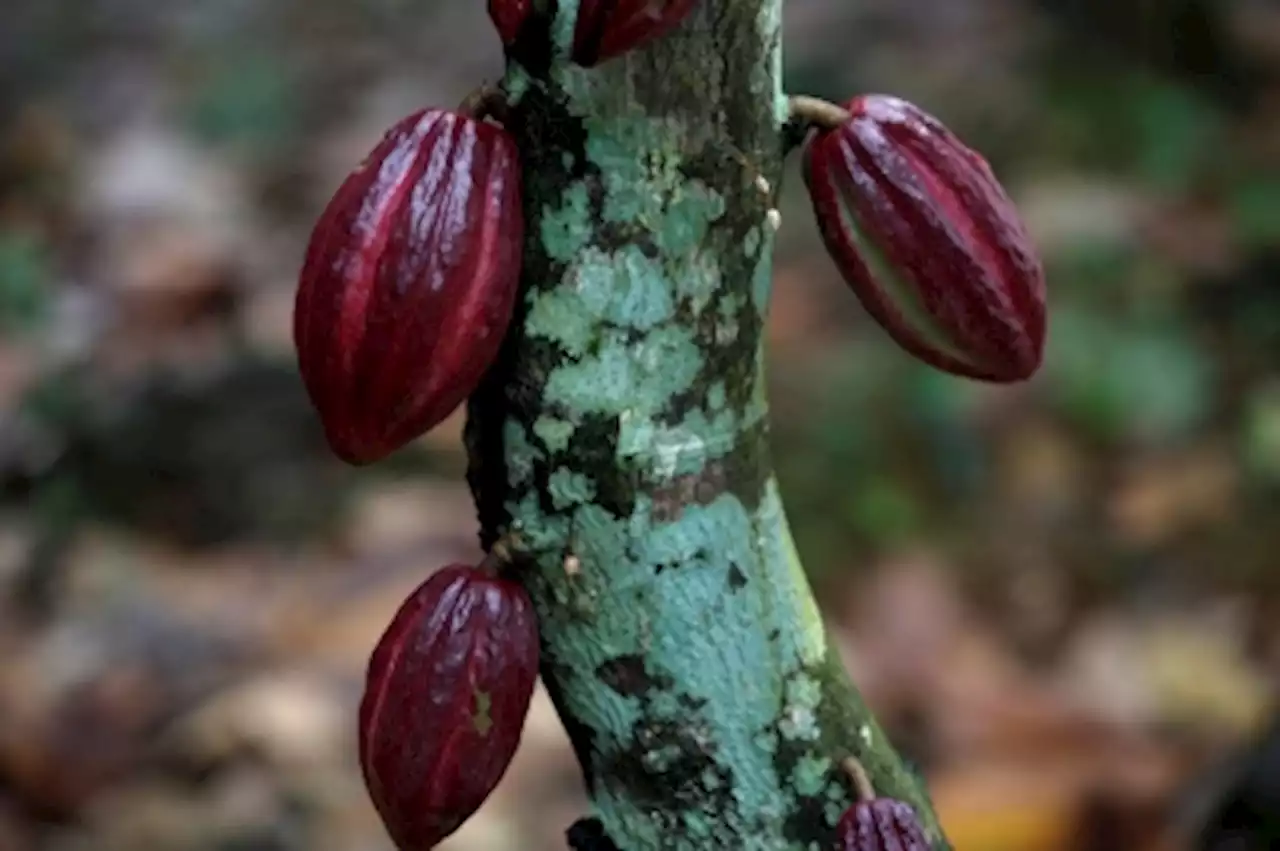 Sabah MP calls for state’s cocoa production to be further developed