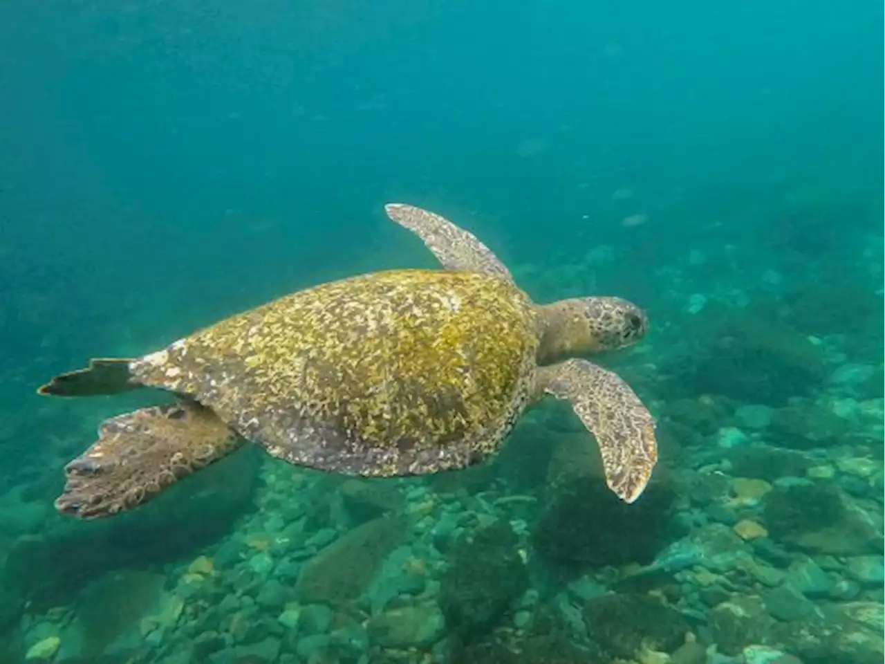 PBB Setujui Perjanjian Lindungi Keanekaragaman Hayati Laut Lepas