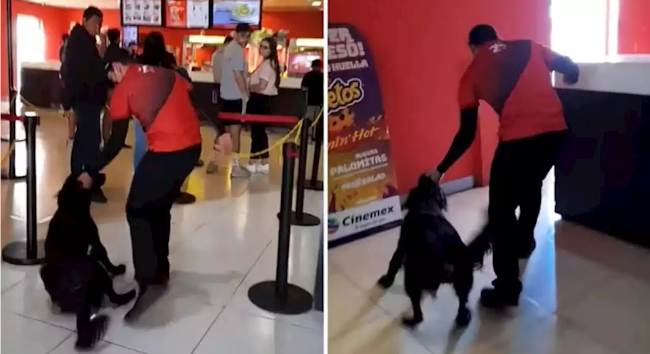 Denuncian a empleado de Cinemex por sacar con violencia a perro de sus instalaciones - Revista Merca2.0 |