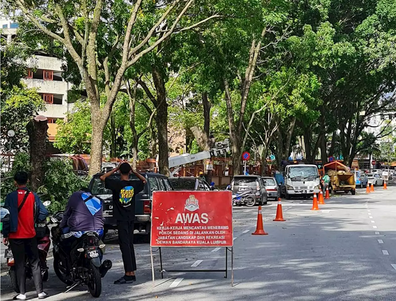 Trees felled for public safety, says City Hall | The Malaysian Insight