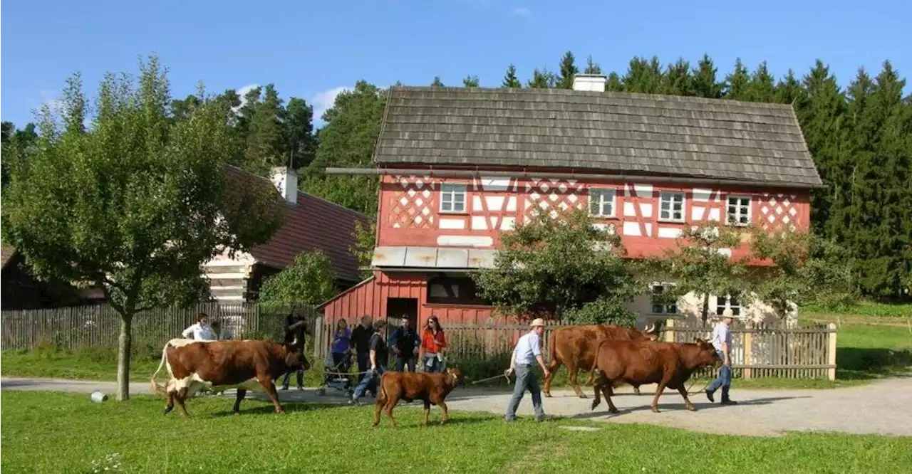 Für die Saison 2023 gibt es einige neue Ideen im Freilandmuseum Oberpfalz