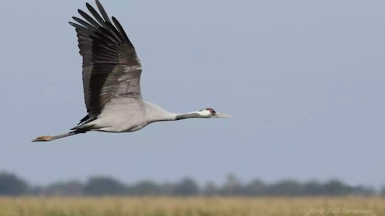 Kijken naar de kraanvogeltrek