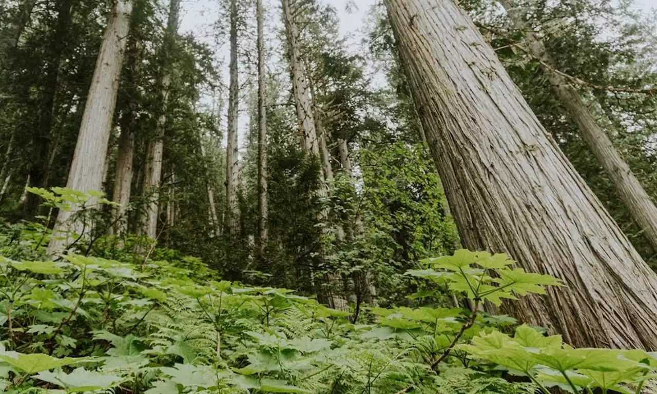 B.C. logging firm wants to avoid cutting old growth, but province said it must pay