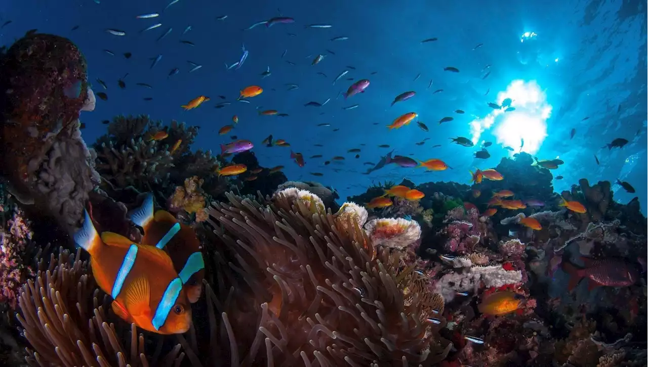 Approvato il Trattato per la protezione dell'Alto mare: il 30% degli oceani dovrà essere protetto entro il 2030