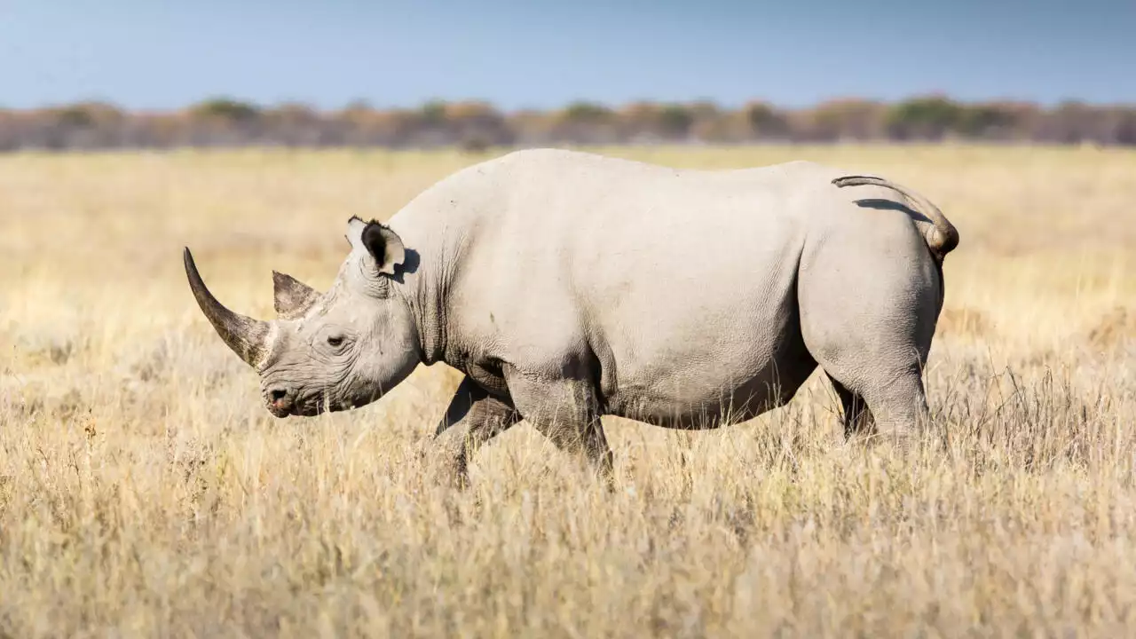 En Afrique du Sud, un protecteur de rhinocéros contraint de vendre son élevage