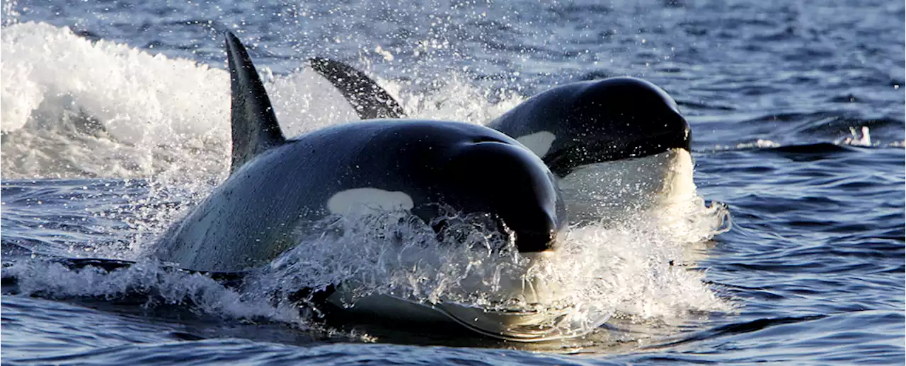 Two Orcas Went on Feeding Frenzy, Killing 17 Sharks in 'One Sitting'