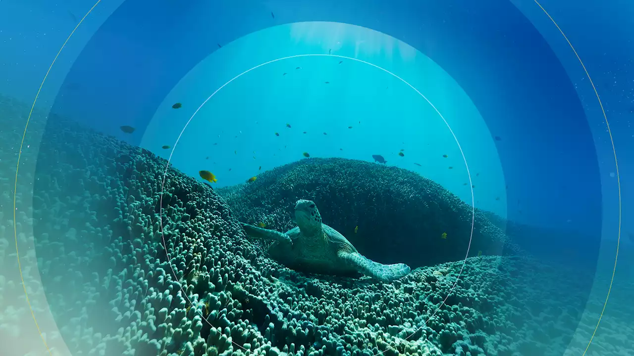 UN high seas treaty finally agreed to protect vast swathes of planet's oceans