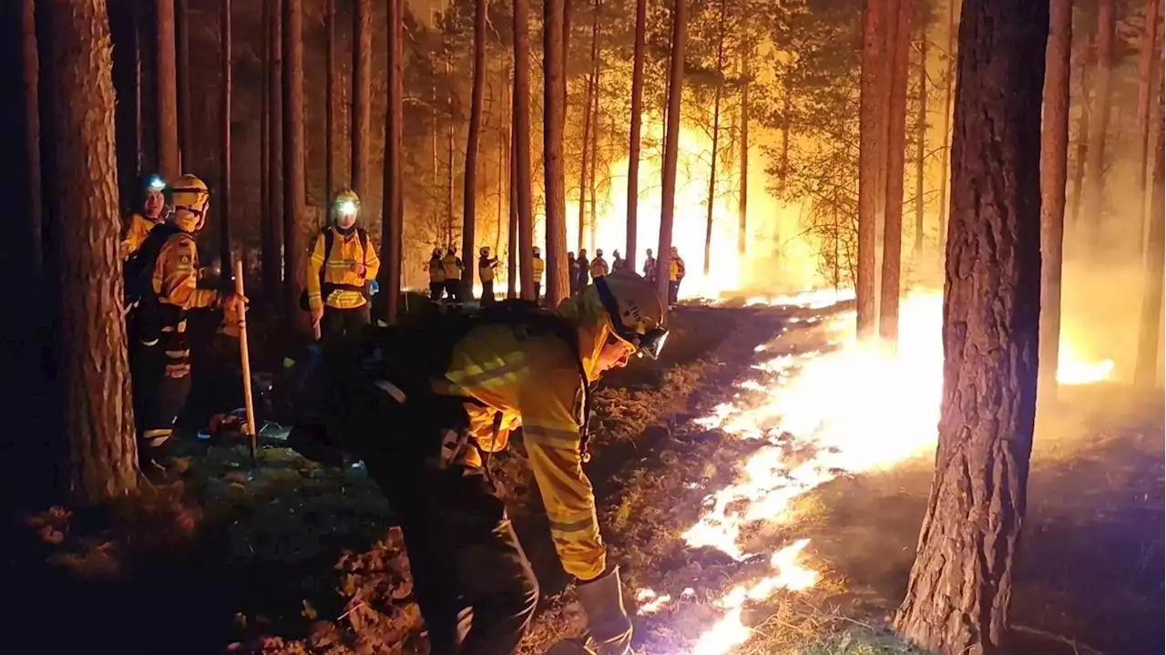 Mit elektronischer Nase: Wie Waldbrände in Brandenburg schneller erkannt werden sollen