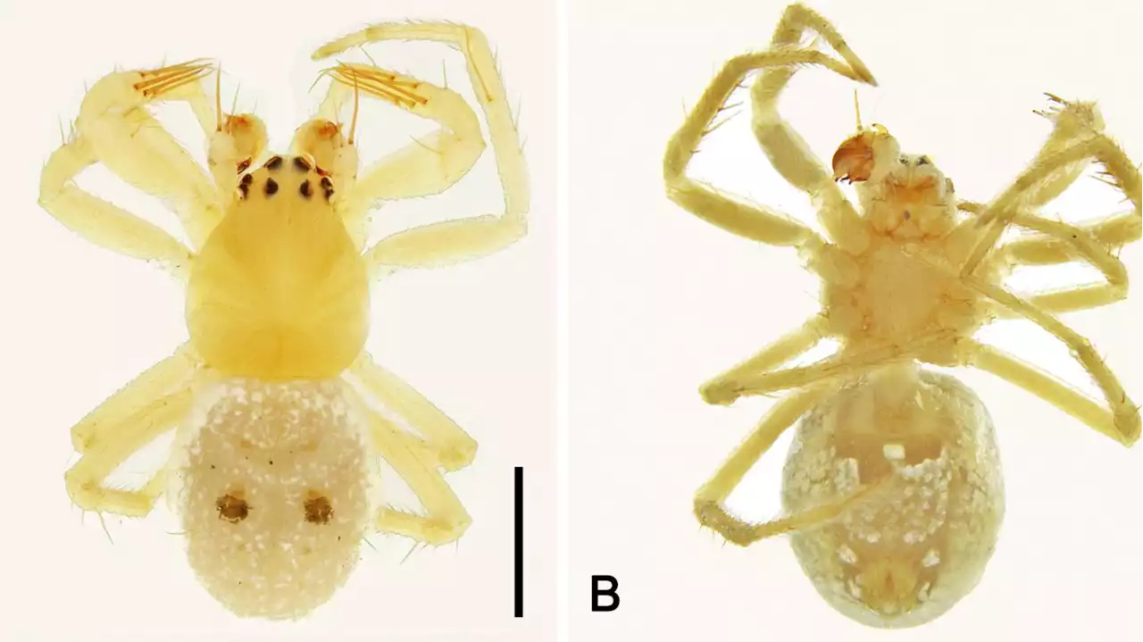 Nach der Lieblingsband der Forscher: Neu benannte australische Spinne heißt „Abba“