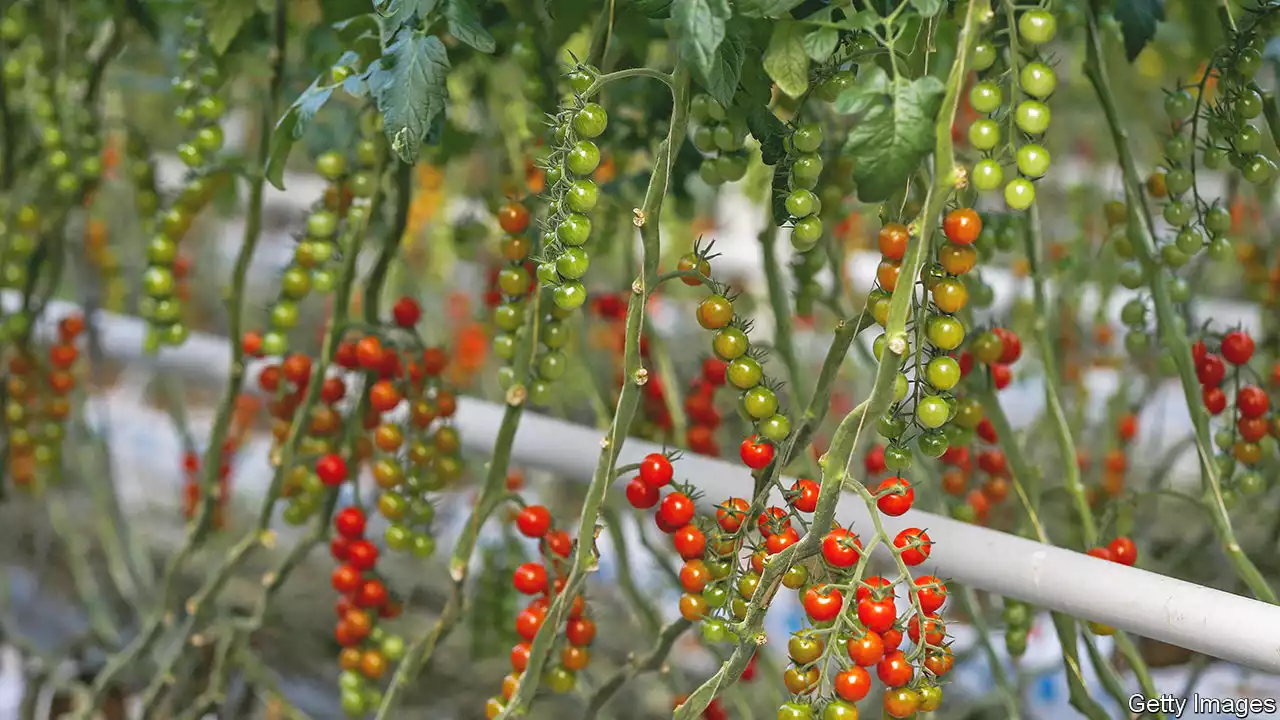 Britain’s tomatoes are a victim of the energy crisis