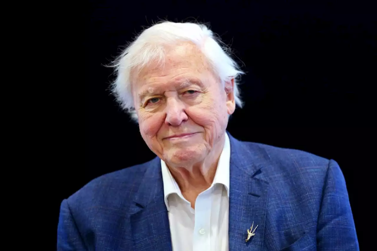 David Attenborough reportedly giving up on-location filming for documentaries after new series