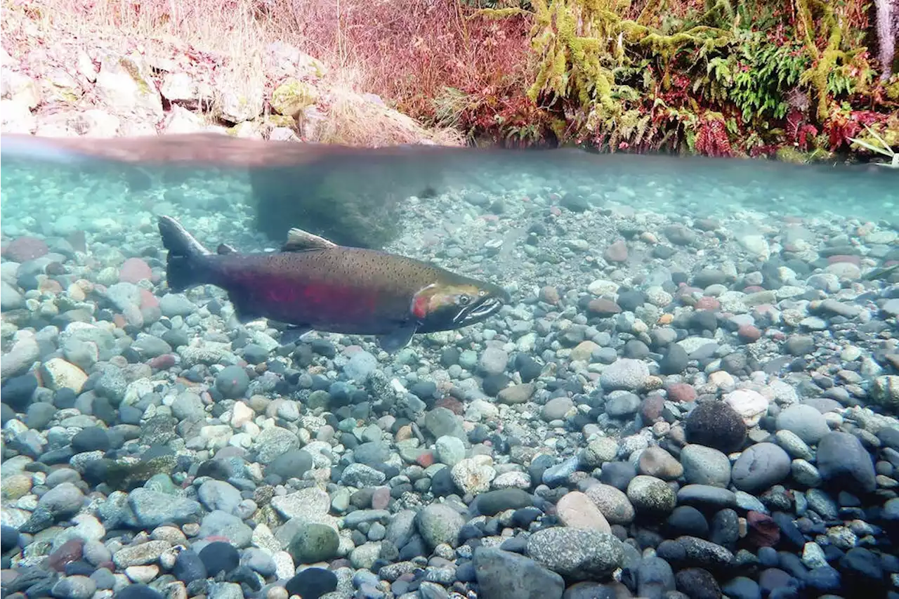 Nature Trust crowdfunding to protect Little Qualicum River property from development