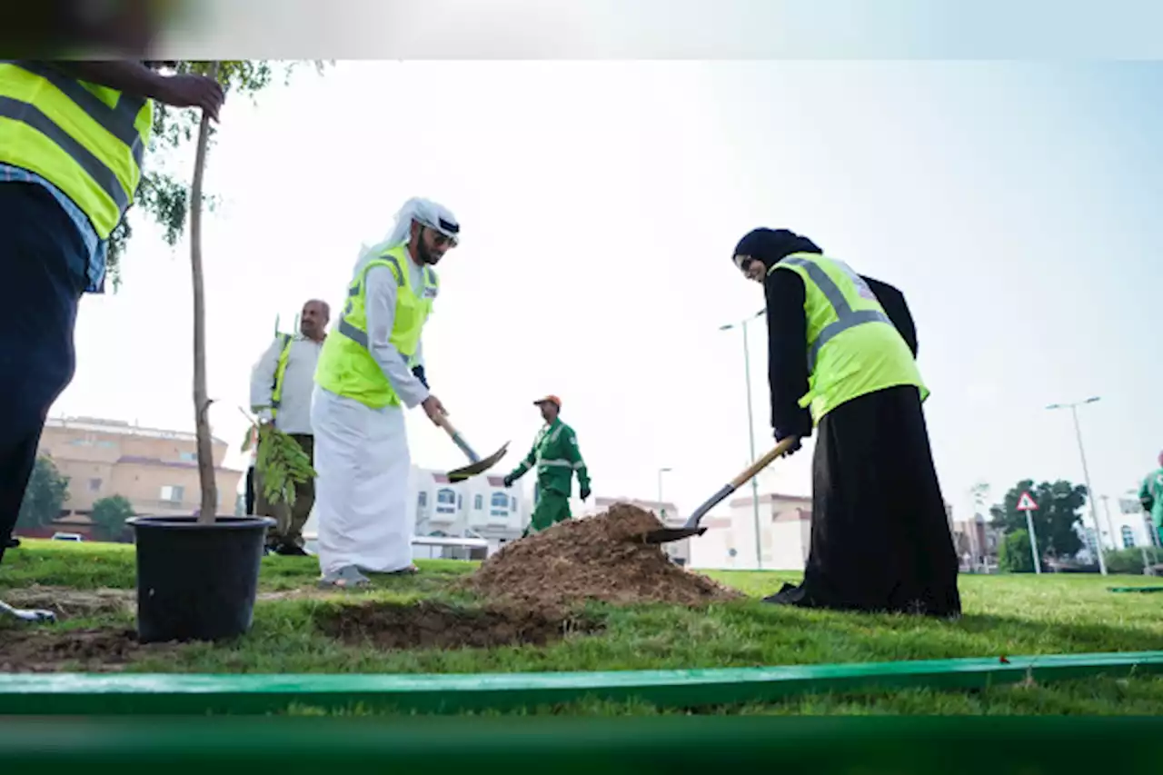 بلدية مدينة أبوظبي تزرع شتلات 'الغاف' في المواقع الإنشائية