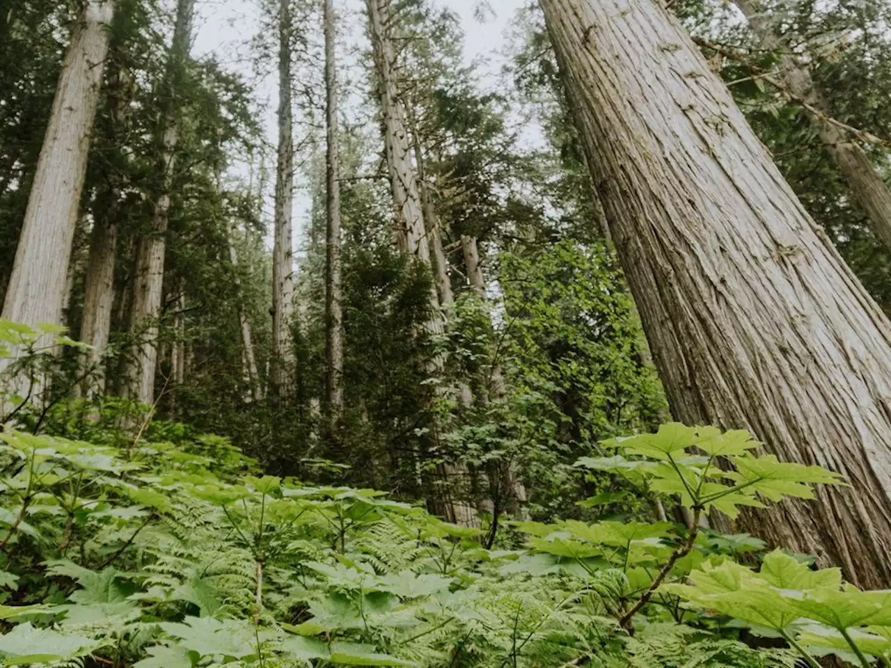 B.C. logging firm wants to avoid cutting old growth, but province said it must pay