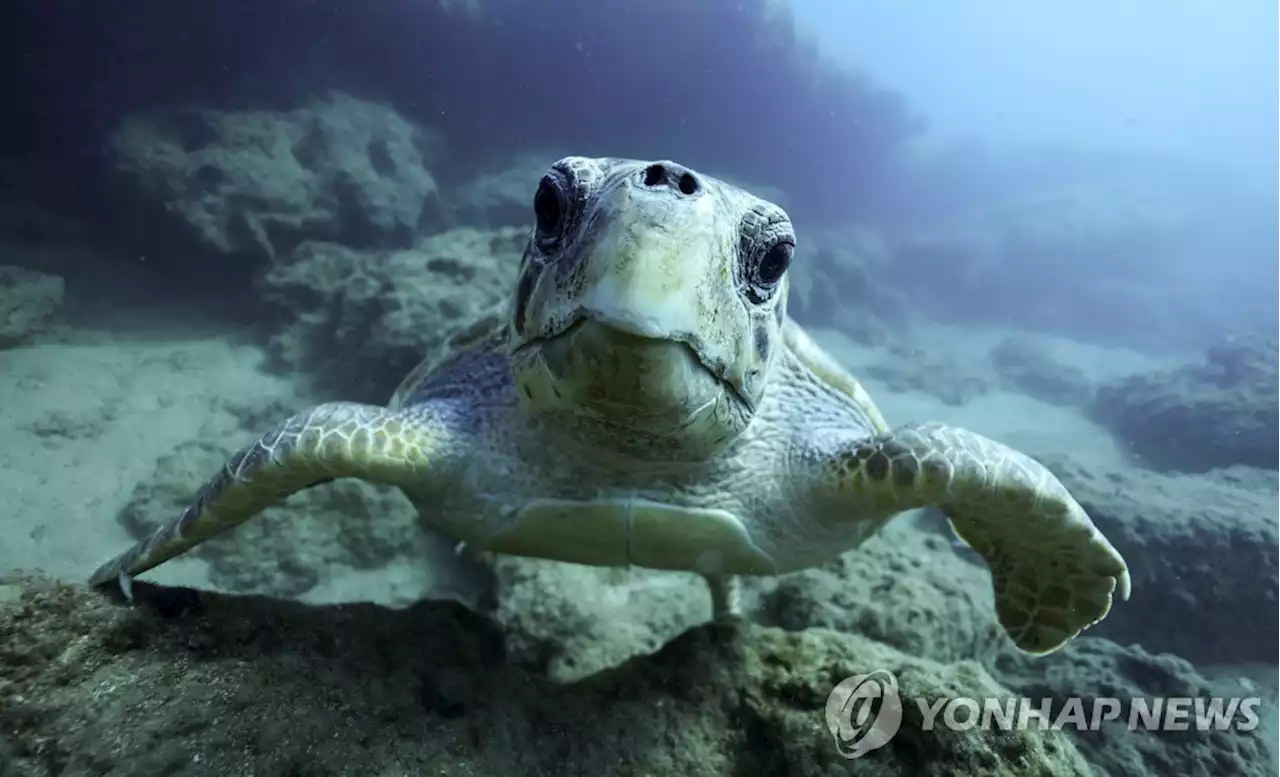 유엔, 지구촌 바다생태 보호할 '역사적 합의' 도출(종합) | 연합뉴스