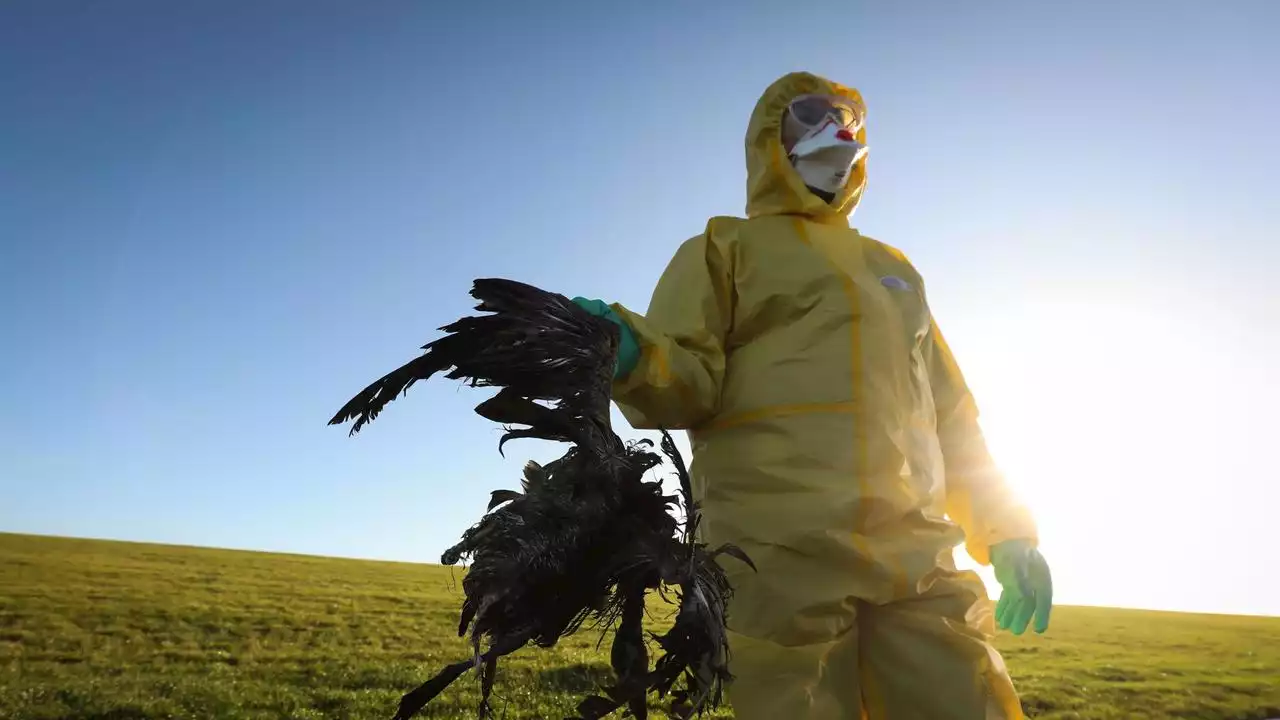 Vogelgrippe breitet sich weiter aus - Gefahr für Menschen?