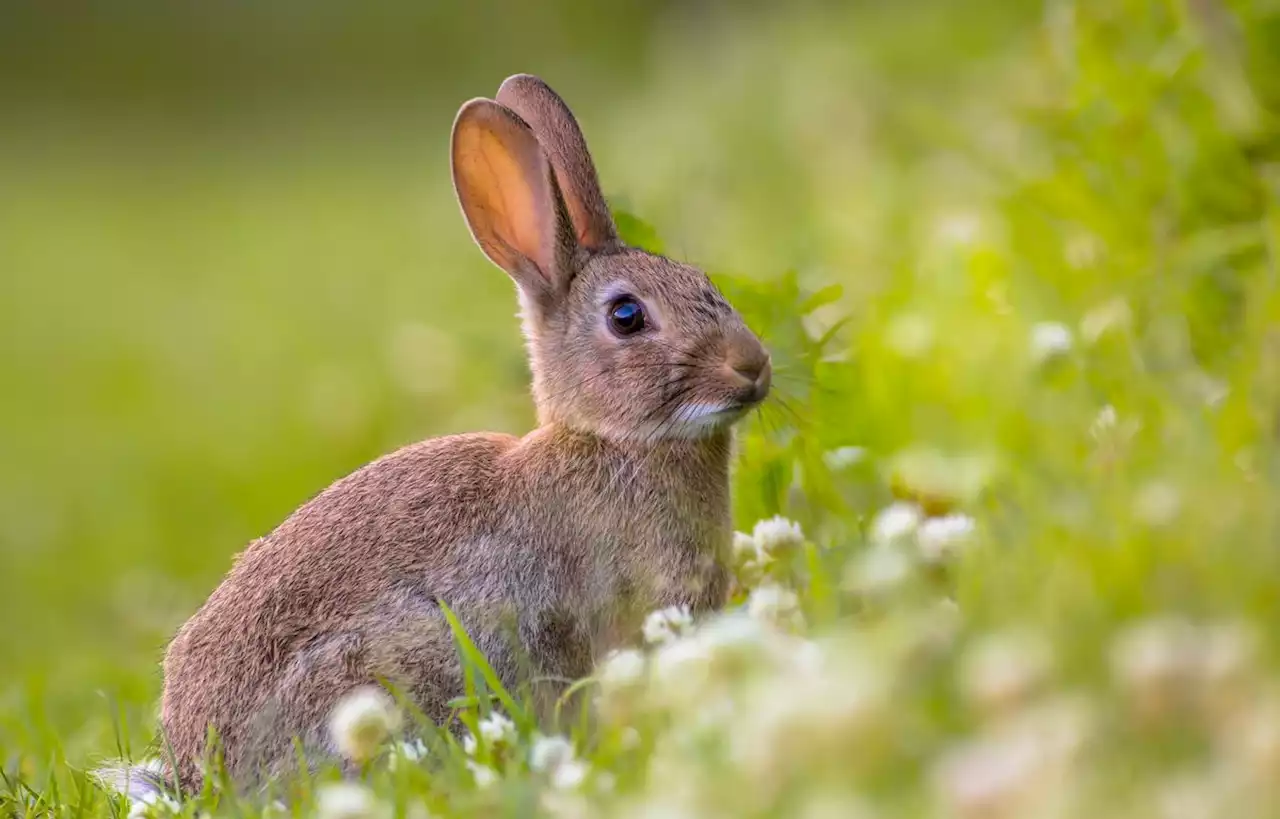 Dans l'Hérault, le lapin de garenne est un ennemi aux dents longues