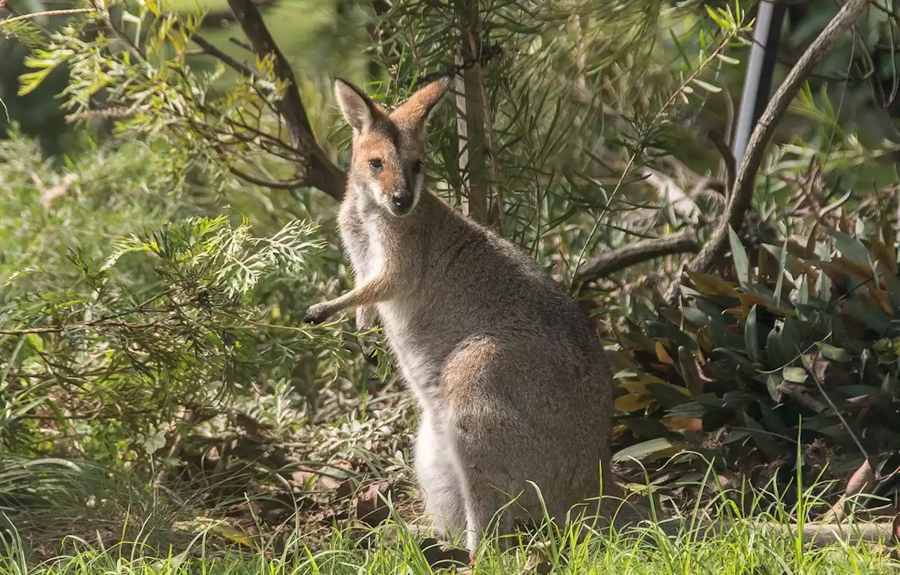 Le wallaby en cavale enfin capturé en Seine-et-Marne