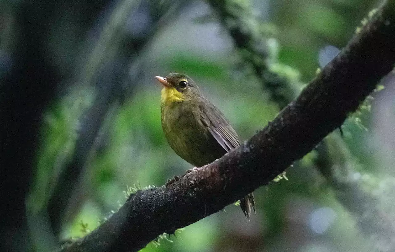 Un oiseau rare refait son apparition 24 ans plus tard à Madagascar