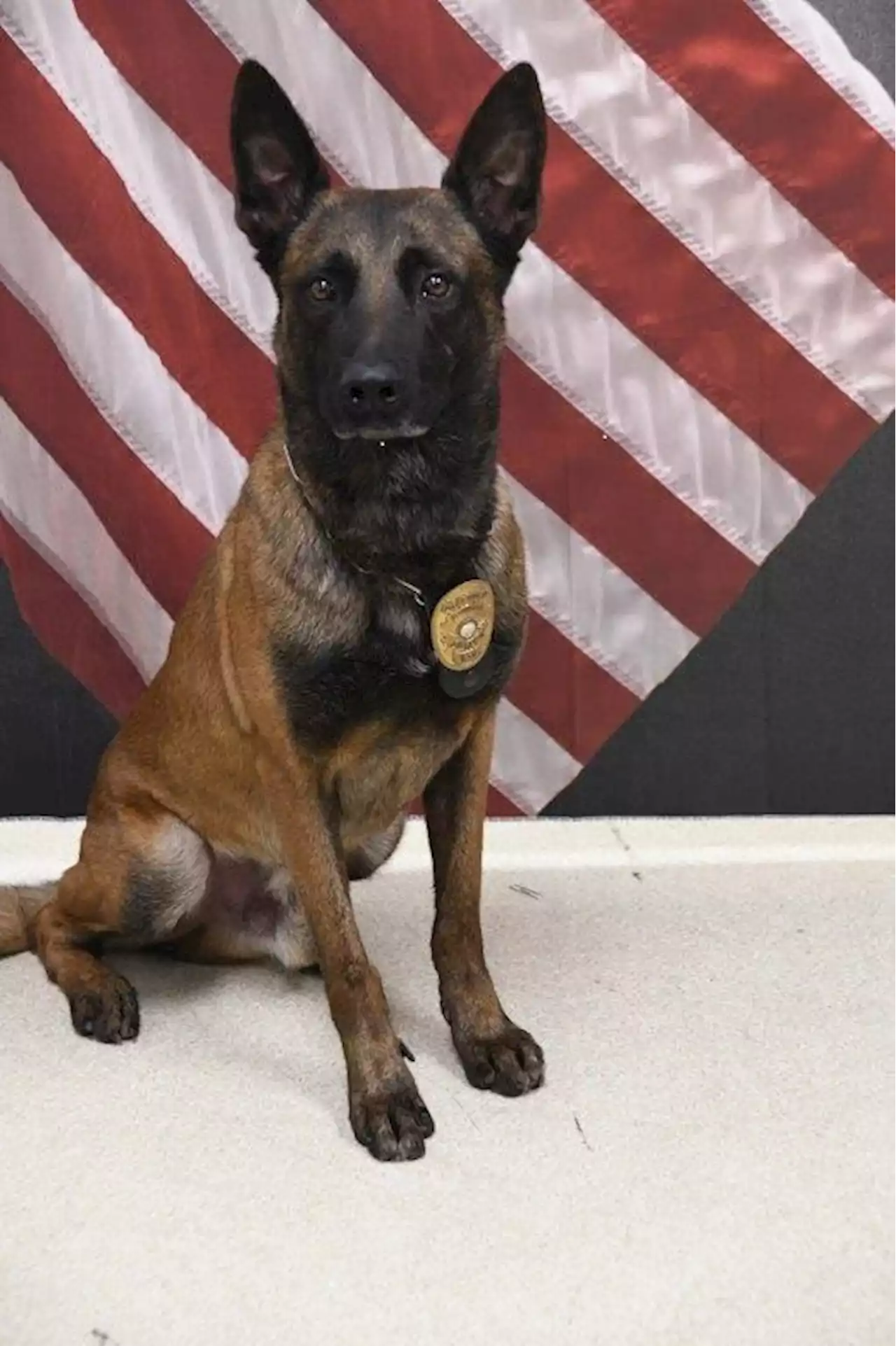 Missing Avondale K-9 officer located after overnight search