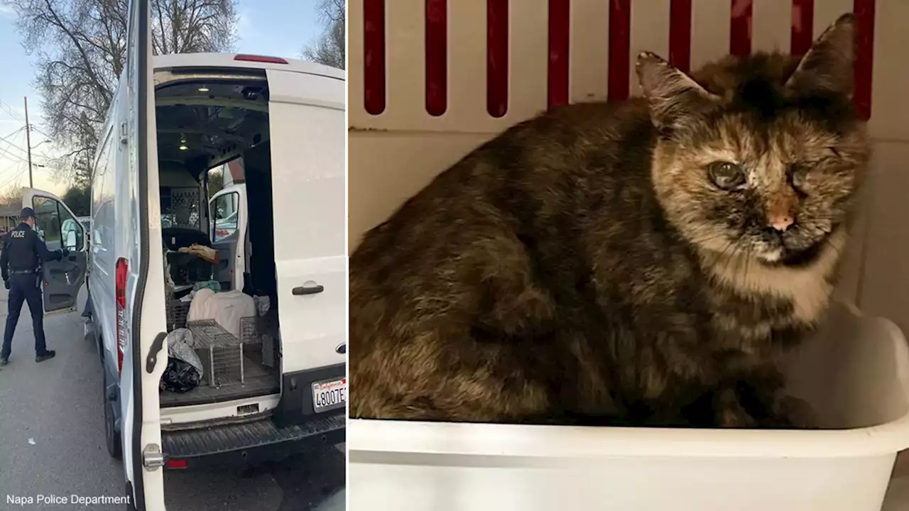 10 feral cats rescued in Napa after surveillance video shows van being stolen