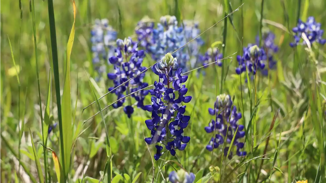 Warm weather means bluebonnets are showing up early in San Antonio