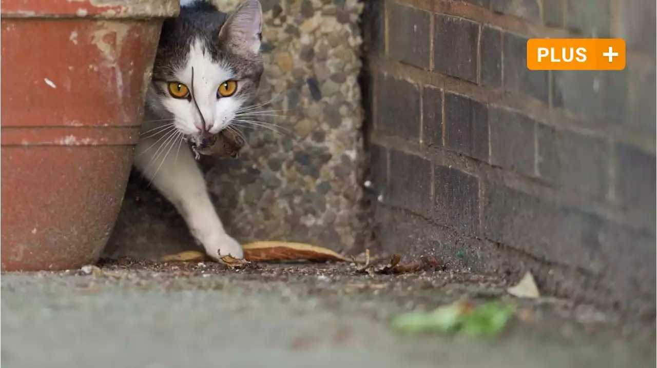 Kommt die Kastrationspflicht für streunende Katzen auch in Augsburg?