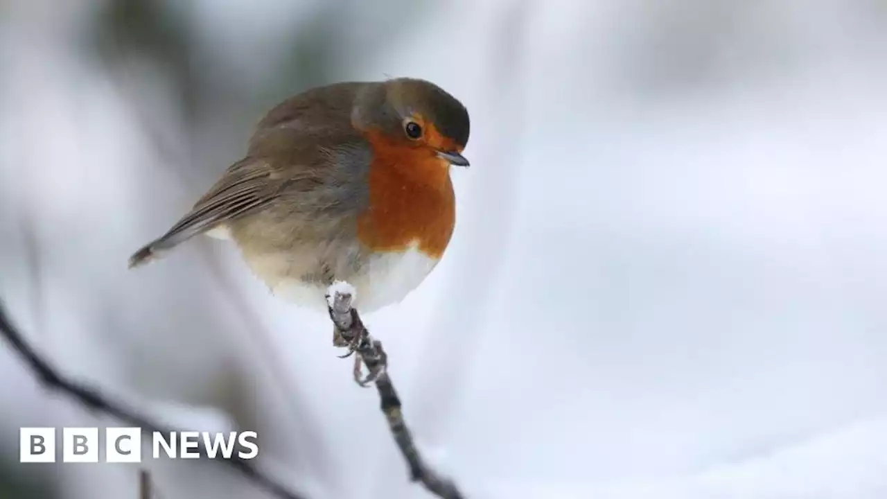 UK Weather: Yellow warnings as snow and ice expected in Scotland and north England