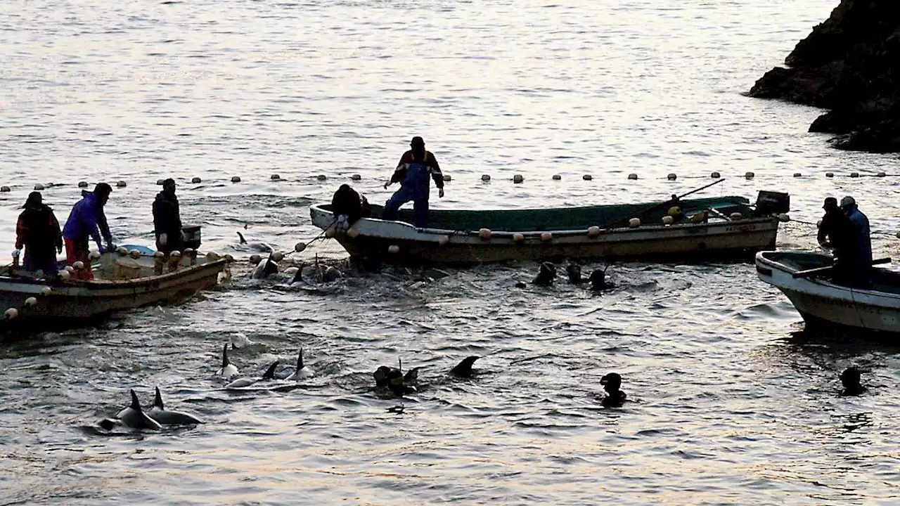 Delfinjäger attackieren wohl Muttertiere und Junge