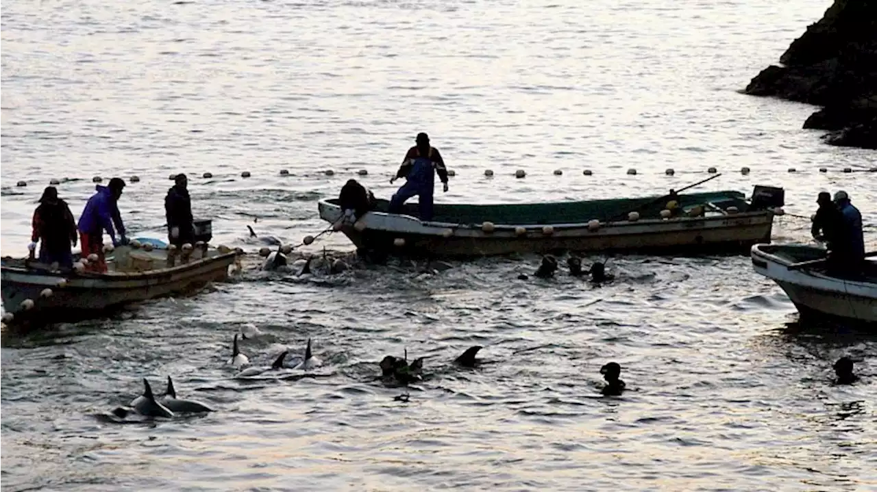 Tierschützer: Delfinjäger attackieren Muttertiere mit Babys