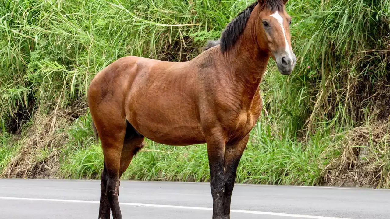 Après avoir violemment percuté un cheval en voiture, il est persuadé de vivre en 2010