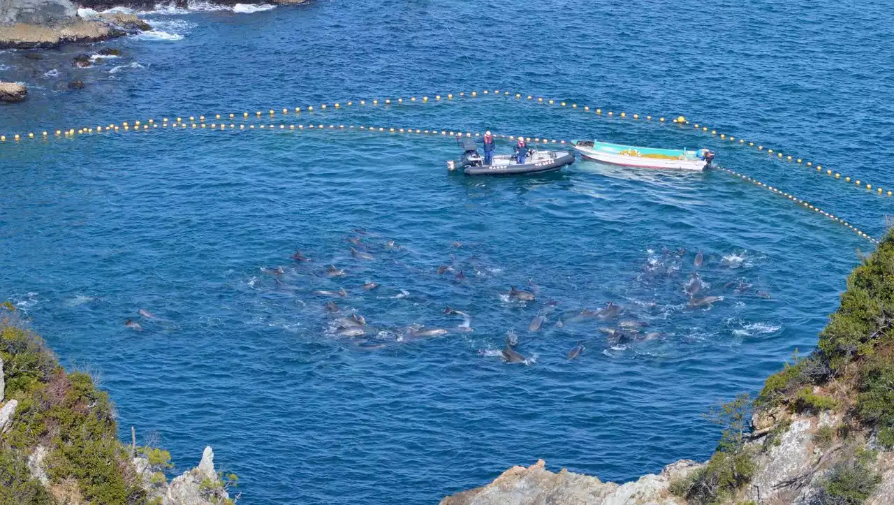 Japan: Delfinjäger töten laut Umweltschützern auch Muttertiere und Junge