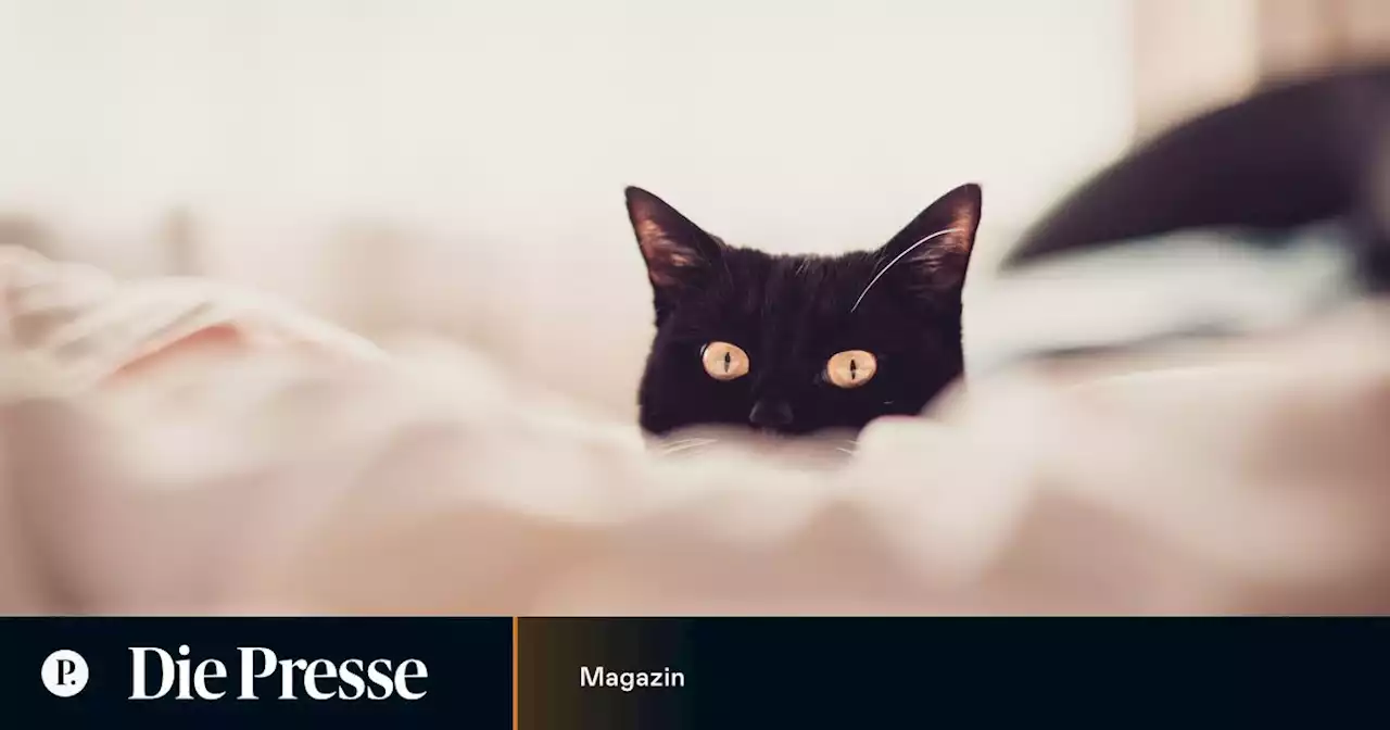 Sorgerecht für Katze: Auf Gefühle des Tiers kommt es nicht an