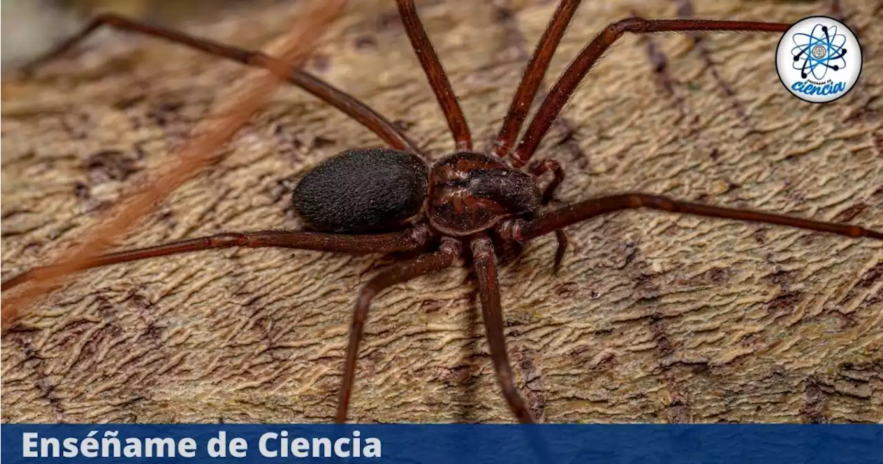 Cómo reconocer a una araña violinista y qué hacer ante una mordedura