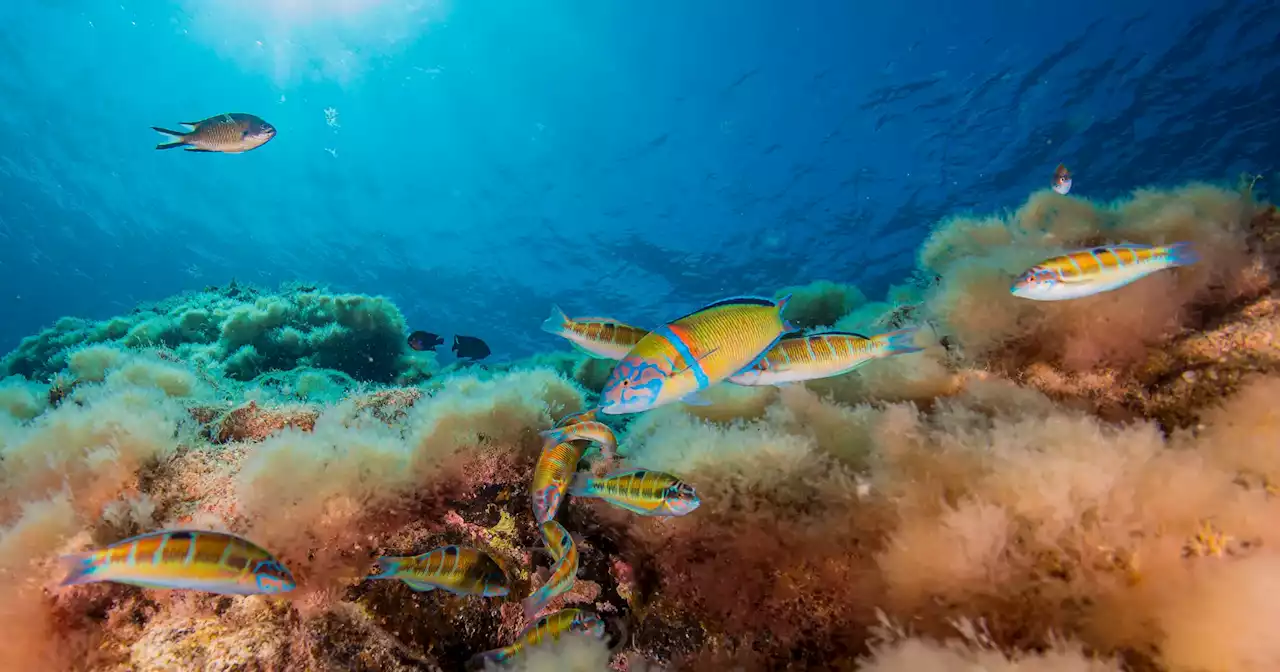 Tratado do Alto Mar permite acelerar o compromisso internacional de proteger 30% dos oceanos até 2030