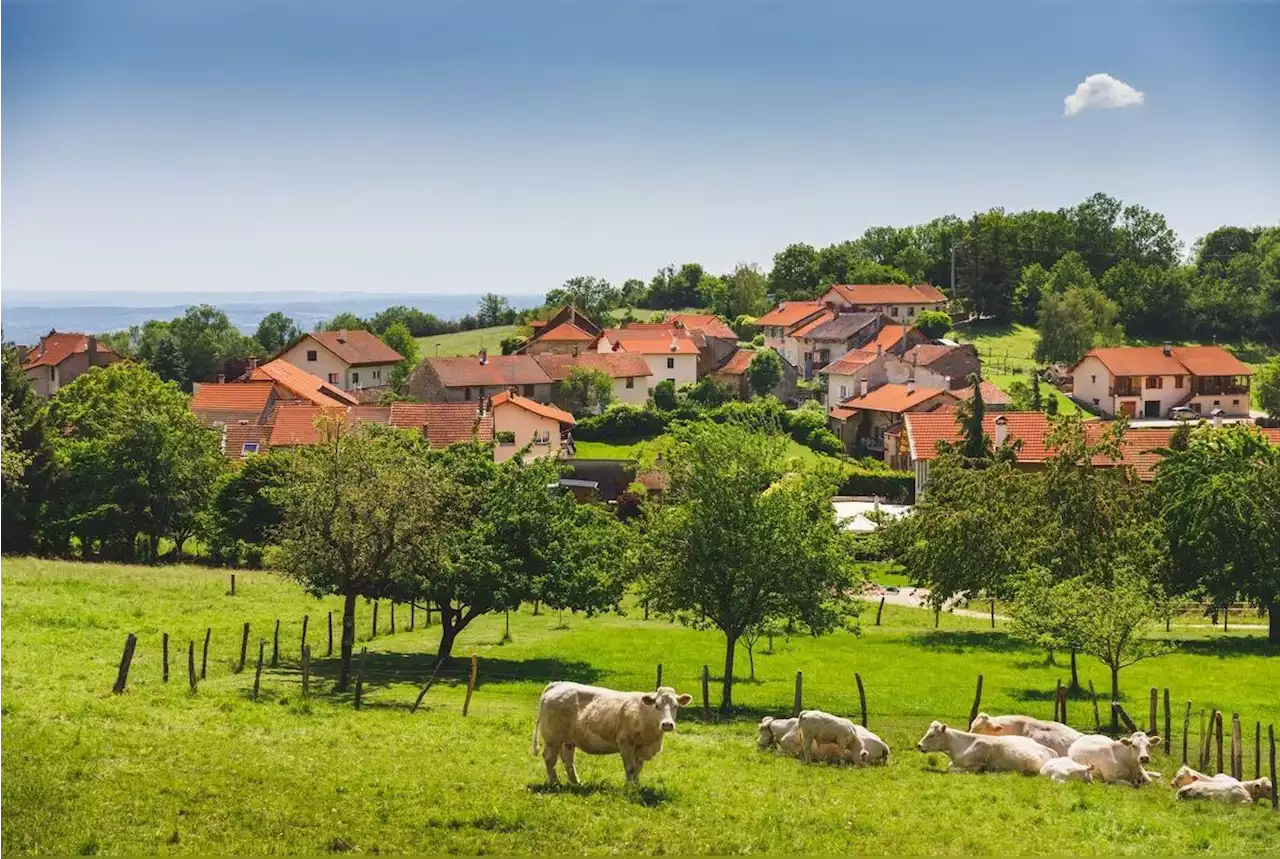 Chant du coq, odeurs des vaches… une proposition de loi veut empêcher les voisins de porter plainte contre les agriculteurs