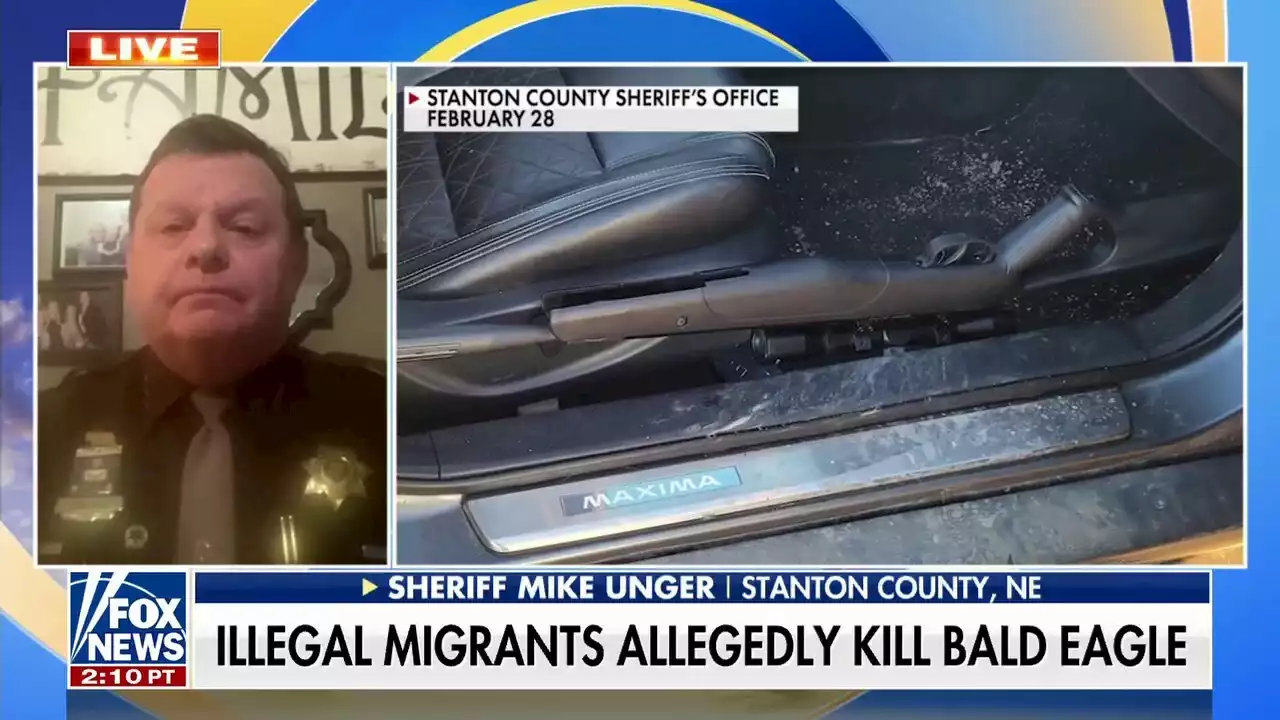 Illegal migrants accused of shooting bald eagle: Nebraska sheriff says community in 'uproar'