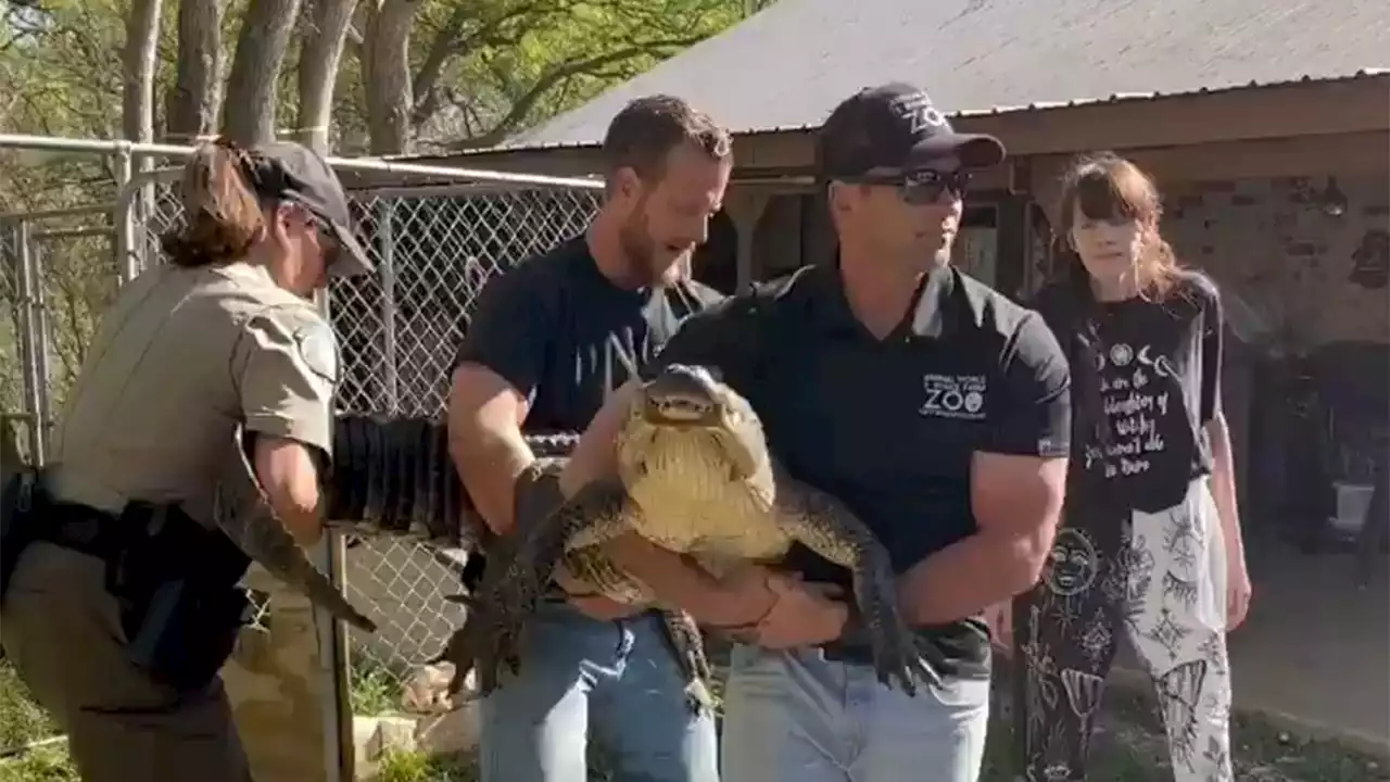 Texas alligator seized after living in backyard for more than 20 years