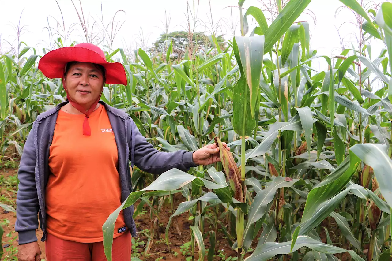 READ: Isabela corn farmer enjoys bountiful harvest with LANDBANK’s aid