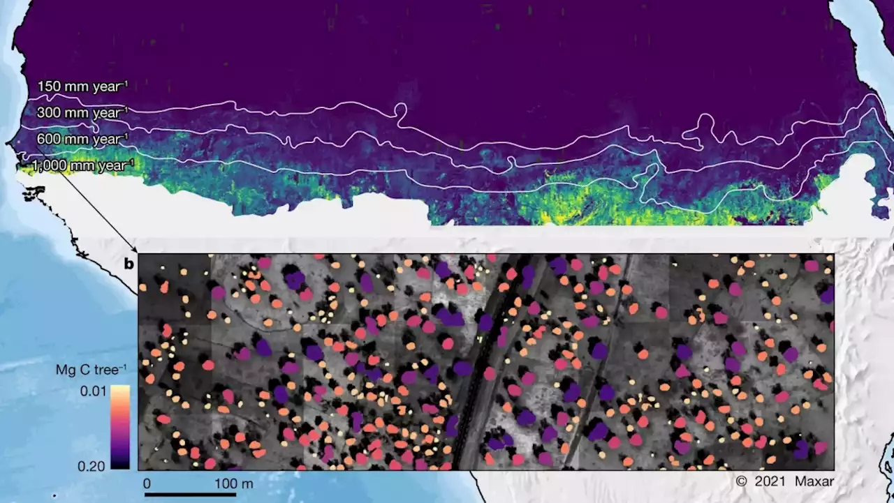 Satellitenbilder: Forschungsgruppe zählt in Nordafrika jeden einzelnen Baum