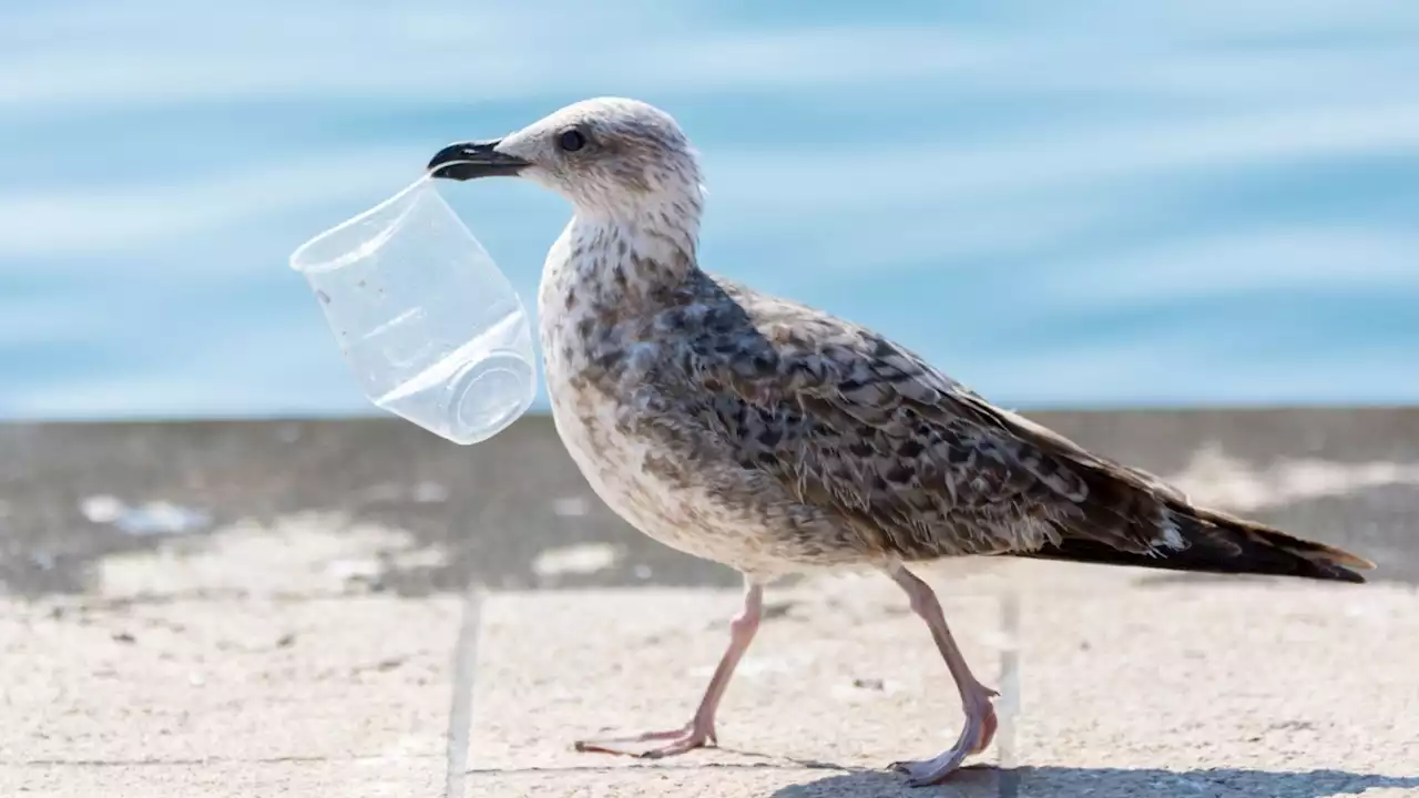 Plasticosis: New disease caused by plastic found in seabirds