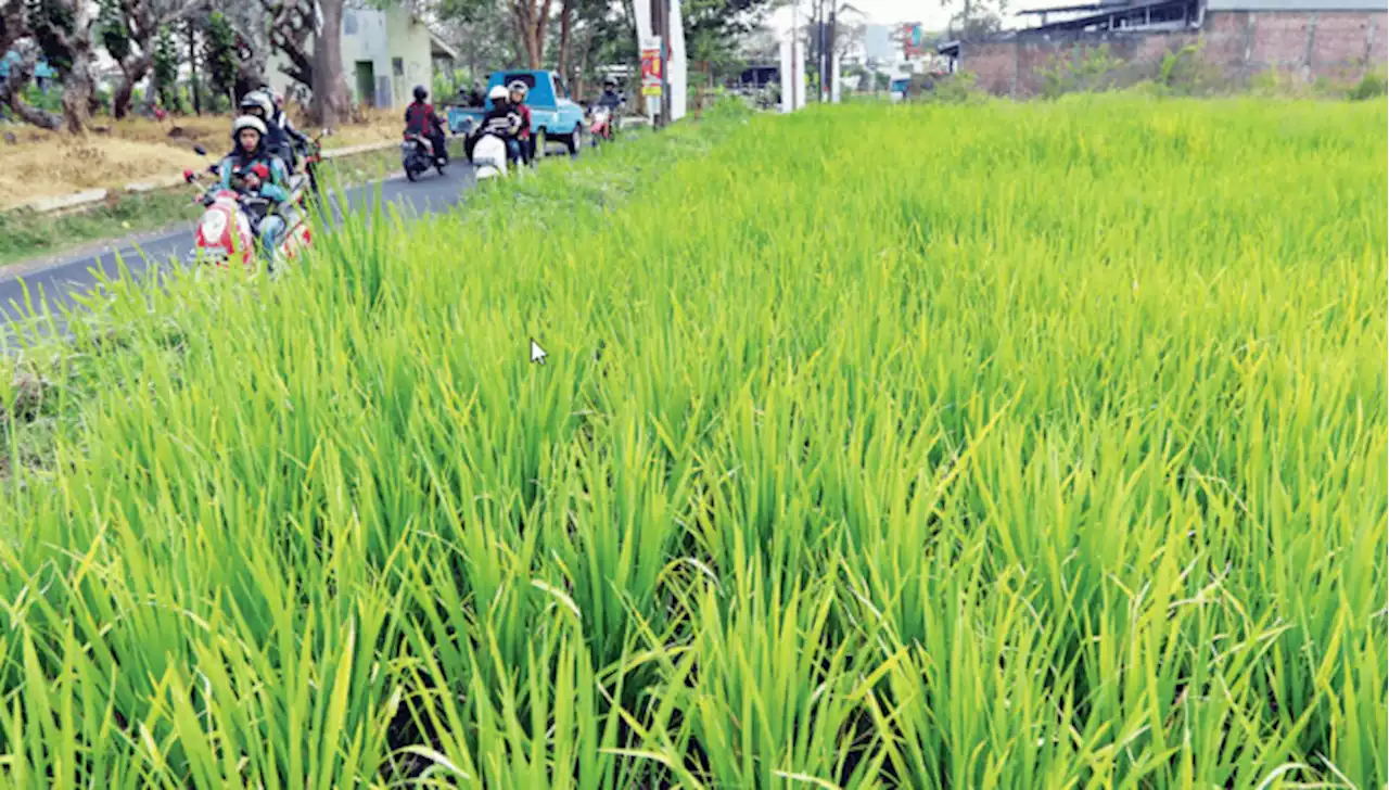 Tiap Tahun, Ada 6,3 Hektare Sawah Hilang karena Alih Fungsi Lahan