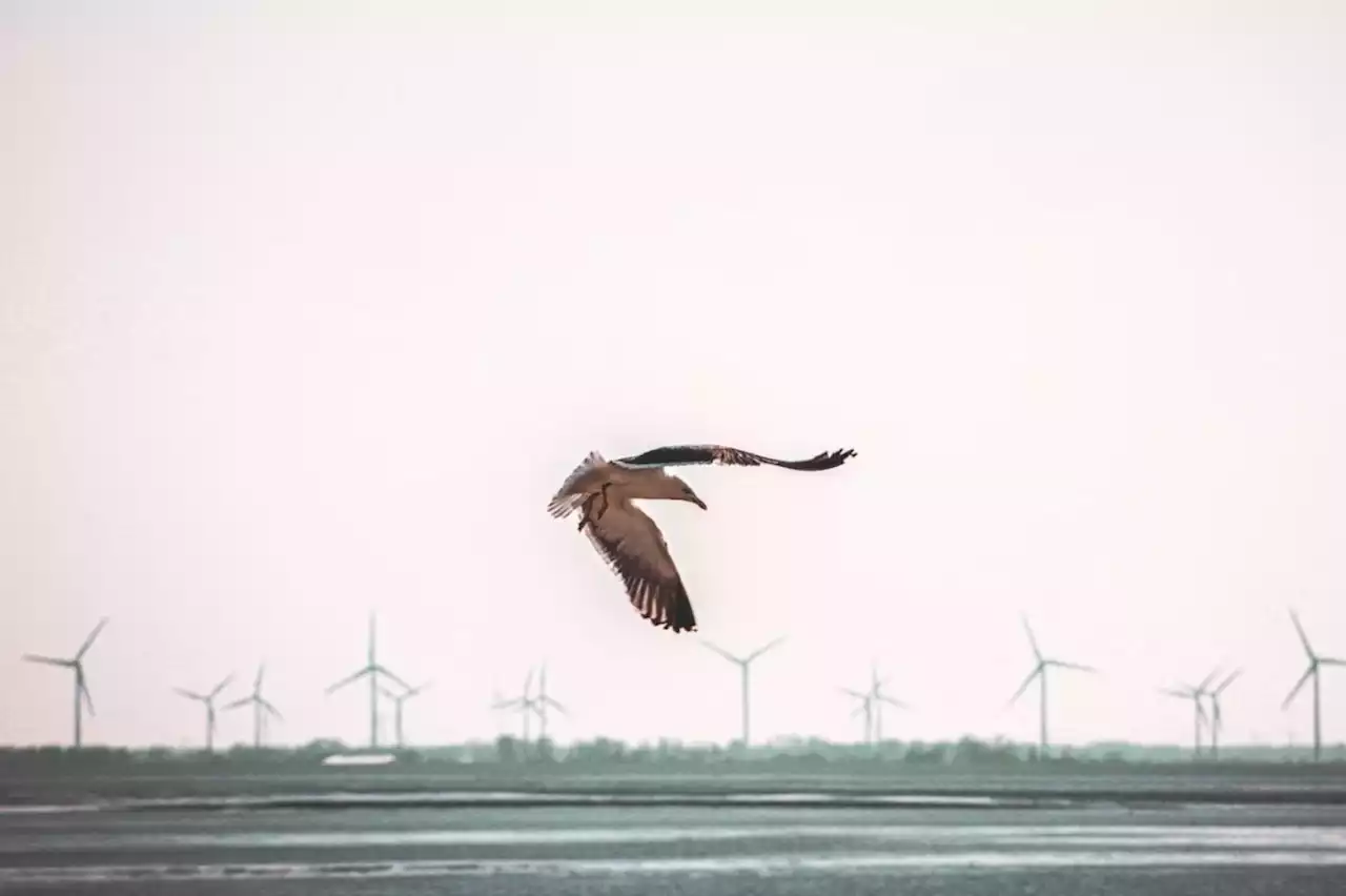 Les éoliennes sont-elles vraiment dangereuses pour les oiseaux ?