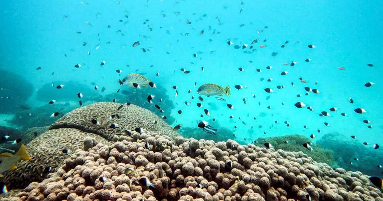 Nations reach historic accord to protect marine life on high seas